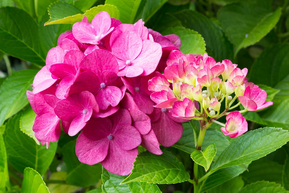 Image - flower blossom bloom nature plant