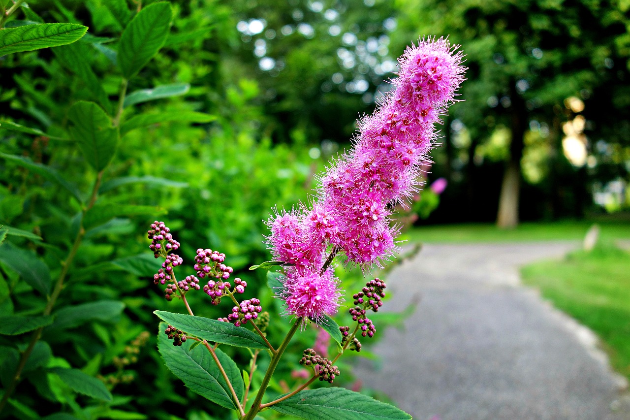 Image - flower pink flower shrub foliage