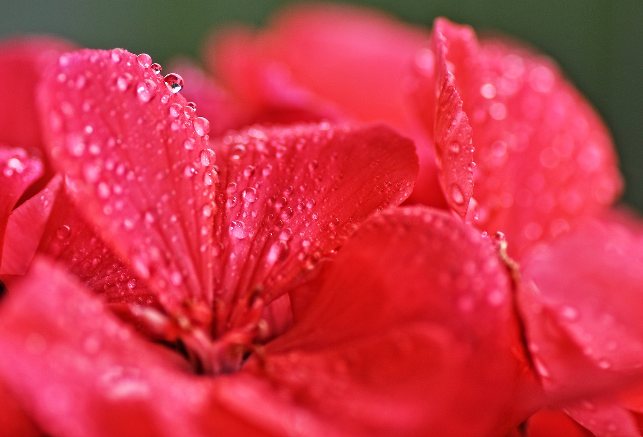 Image - geranium flower droplets