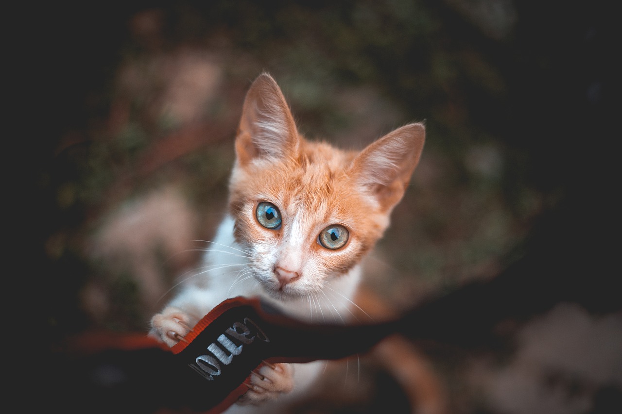 Image - cat vintage blue eyes camera