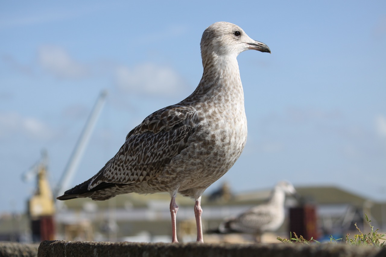 Image - seagull ocean seabird nature