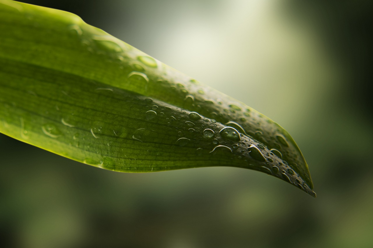 Image - leaf drip light drop of water