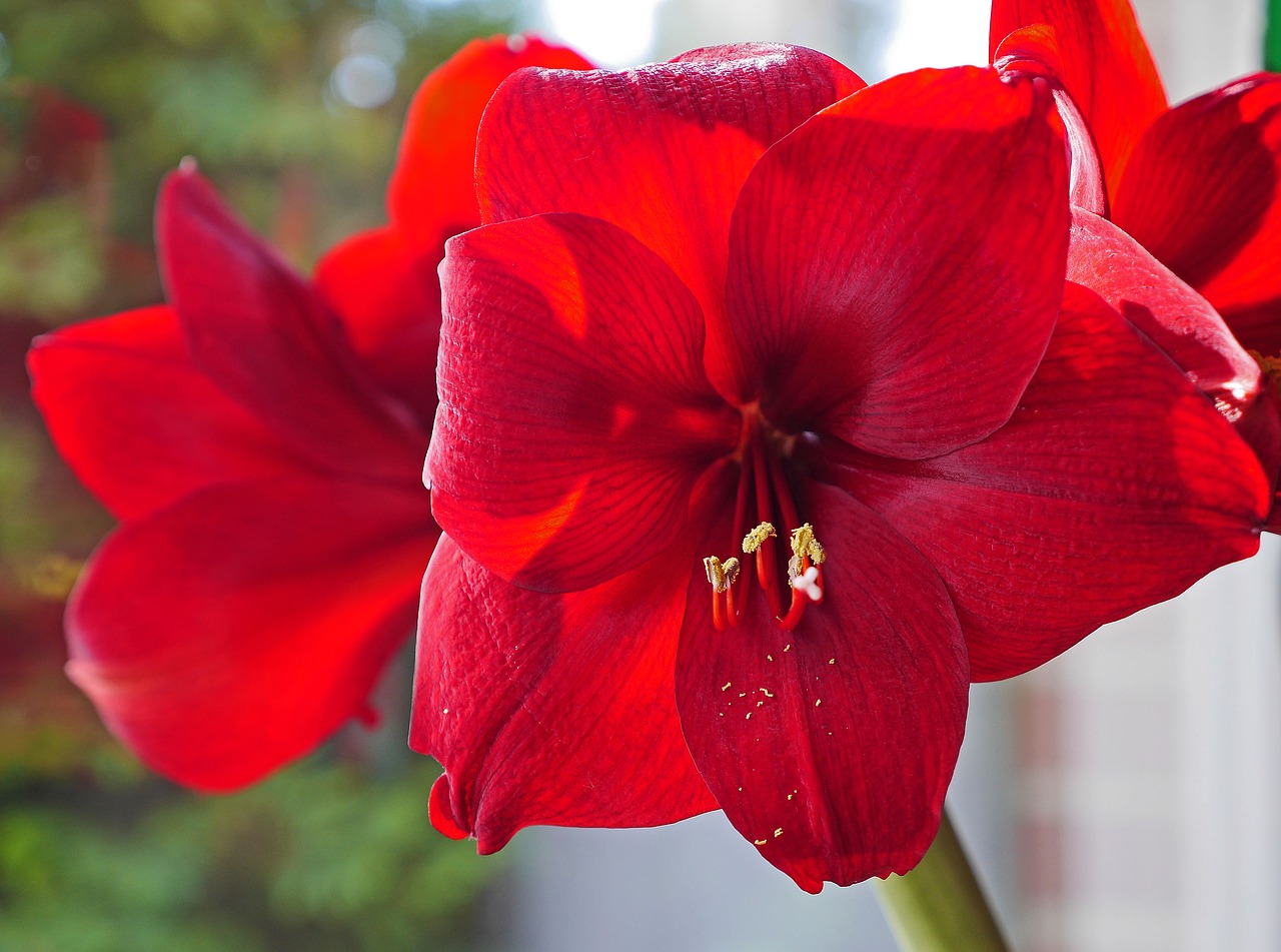 Image - amaryllis flowers christmas