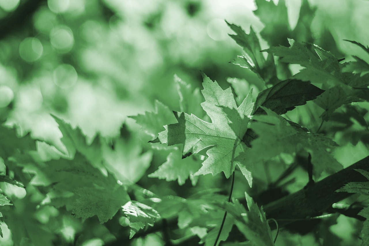 Image - leaf leaves green background