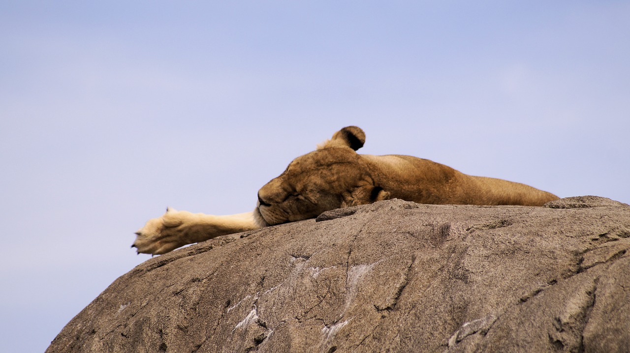 Image - lion food animal lioness animals