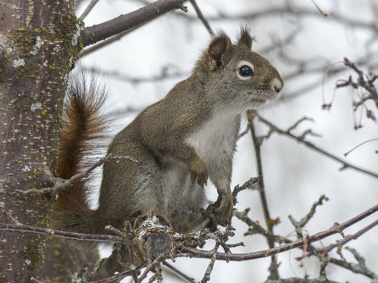 Image - squirrel animal forest branch tree