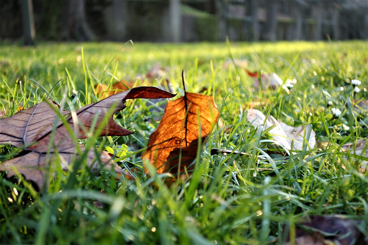 Image - leaf brown december nature