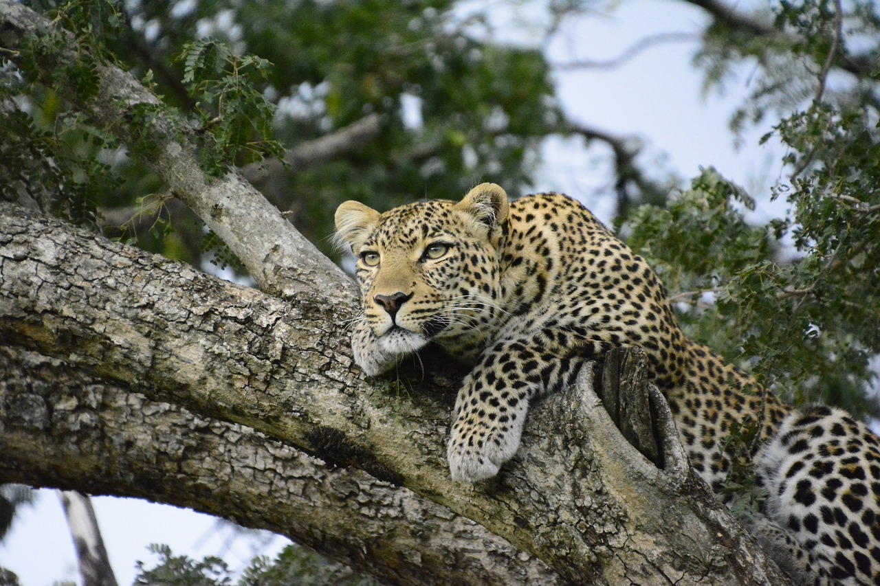 Image - kenya leopard tree africa safari