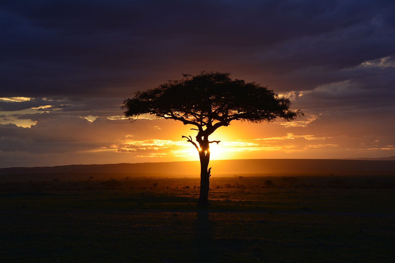 Image - africa sunset safari kenya mara