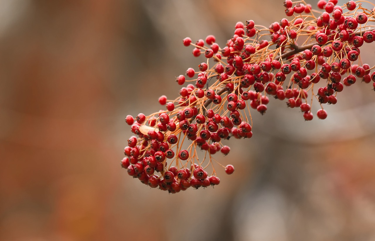 Image - flowers winters colors cold