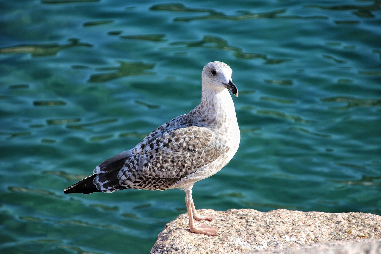 Image - seagull ave marina sea rock