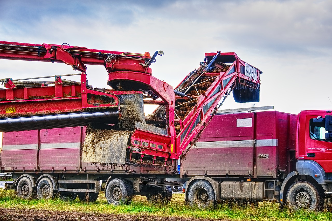 Image - sugar beet harvest glean pick