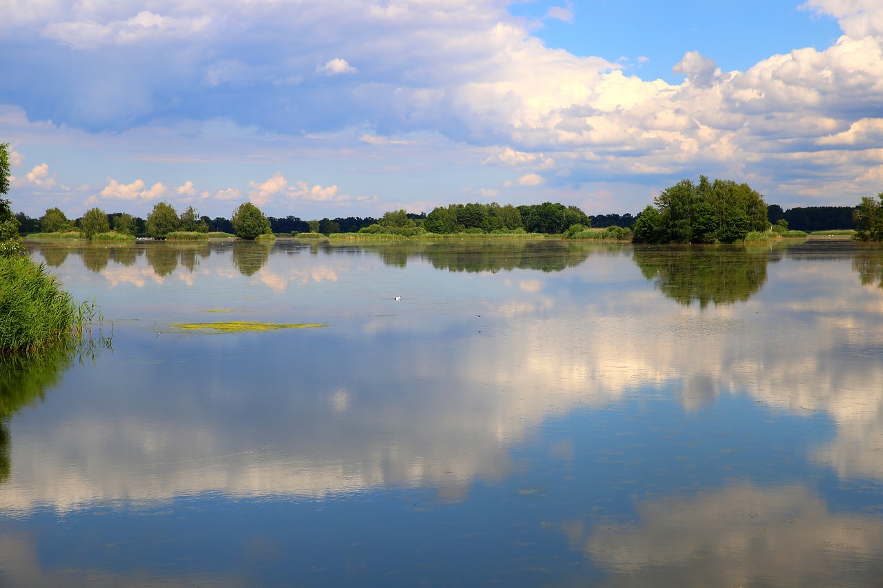 Image - lake pond water tree forest