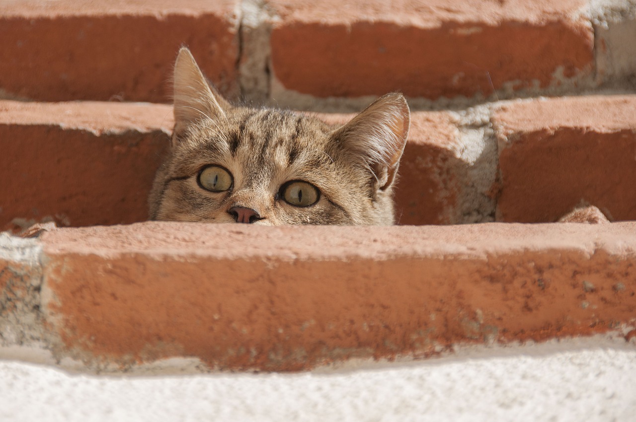 Image - cat curious young cat cat s eyes