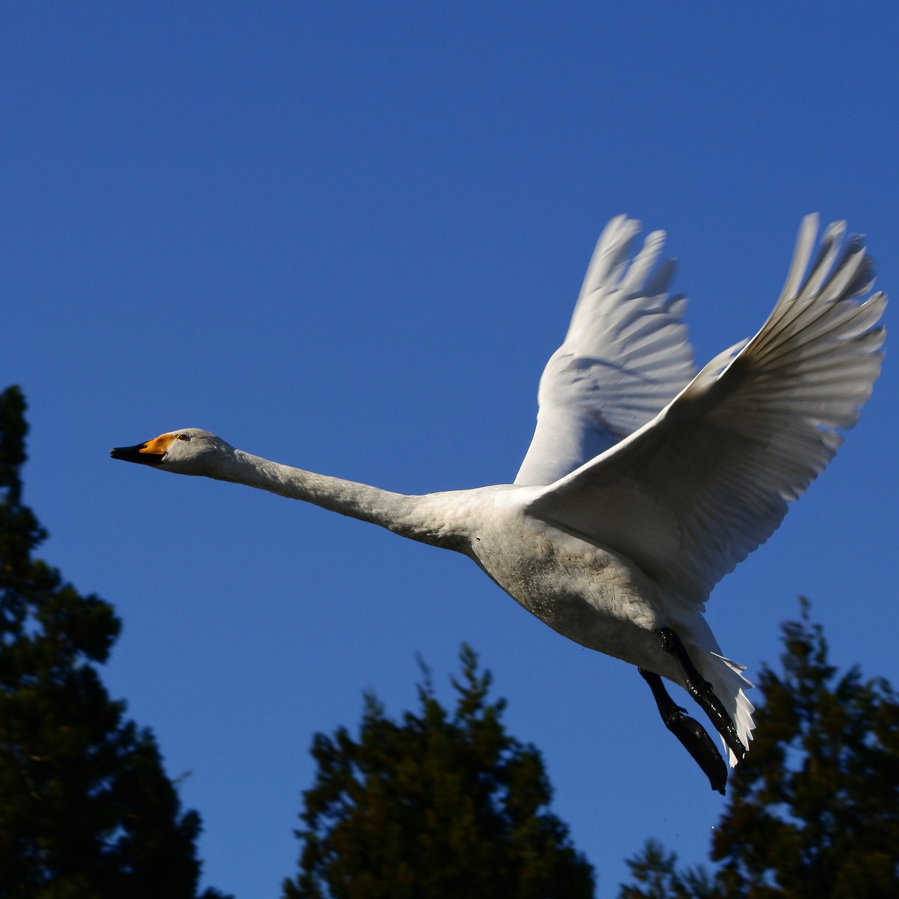 Image - animal sky wood bird wild birds