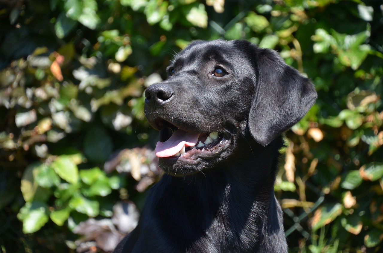 Image - black lab happy dog young