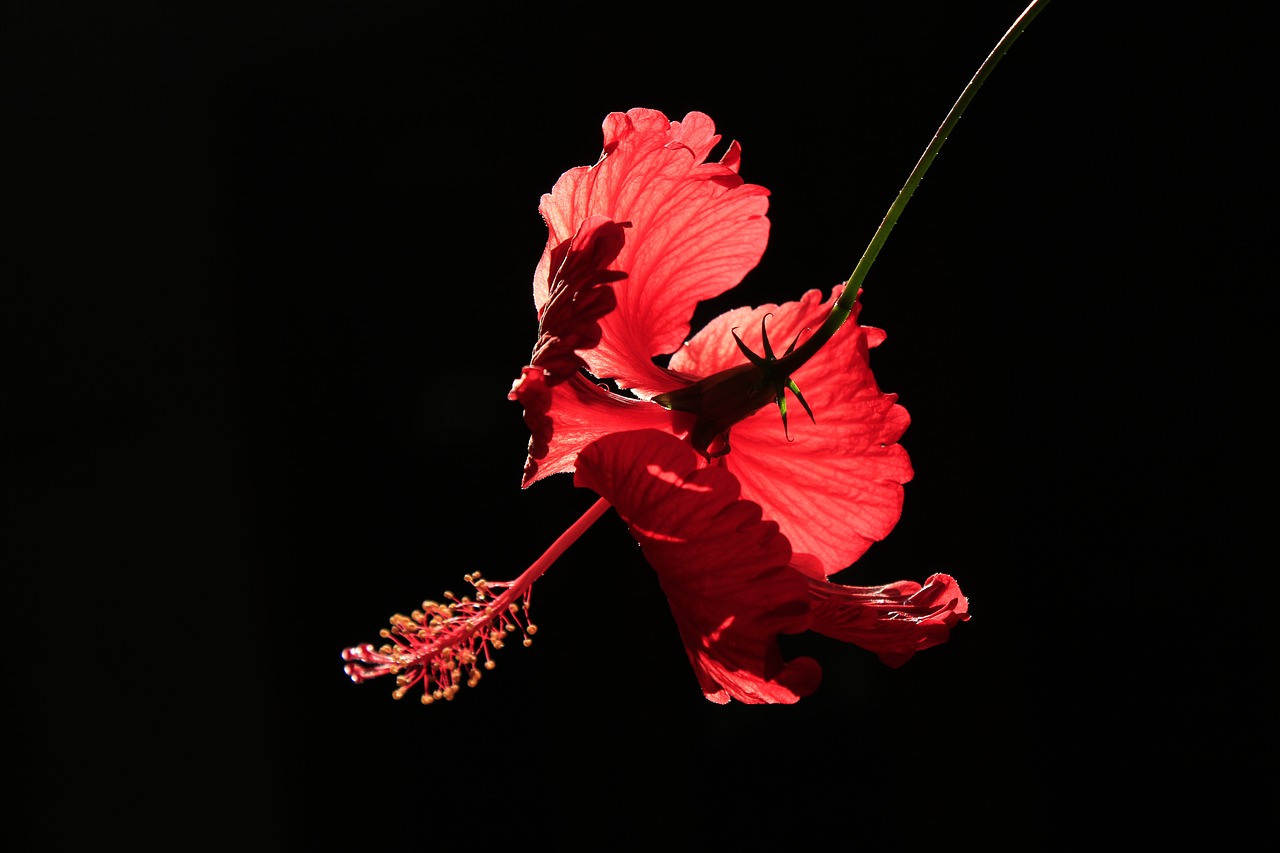 Image - flower red backlight nature floral