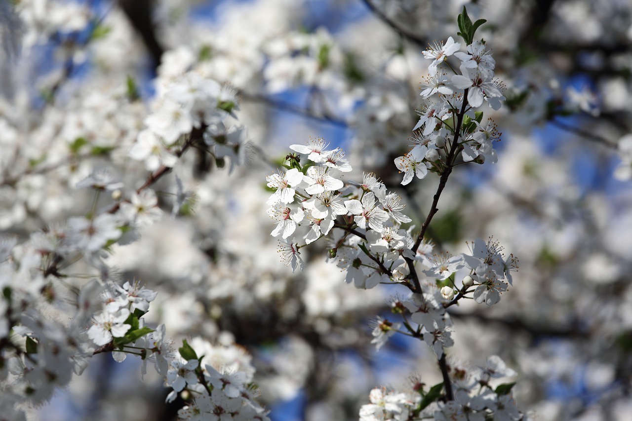 Image - spring smell fragrance beauty