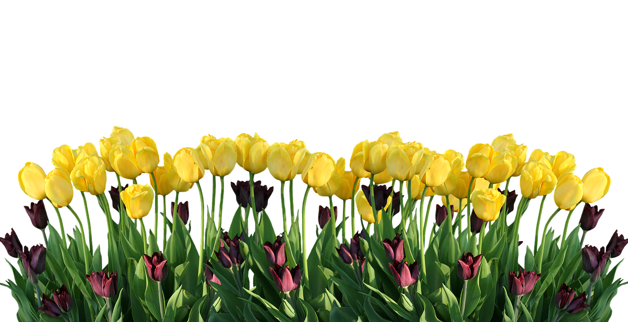 Image - spring tulips nature easter