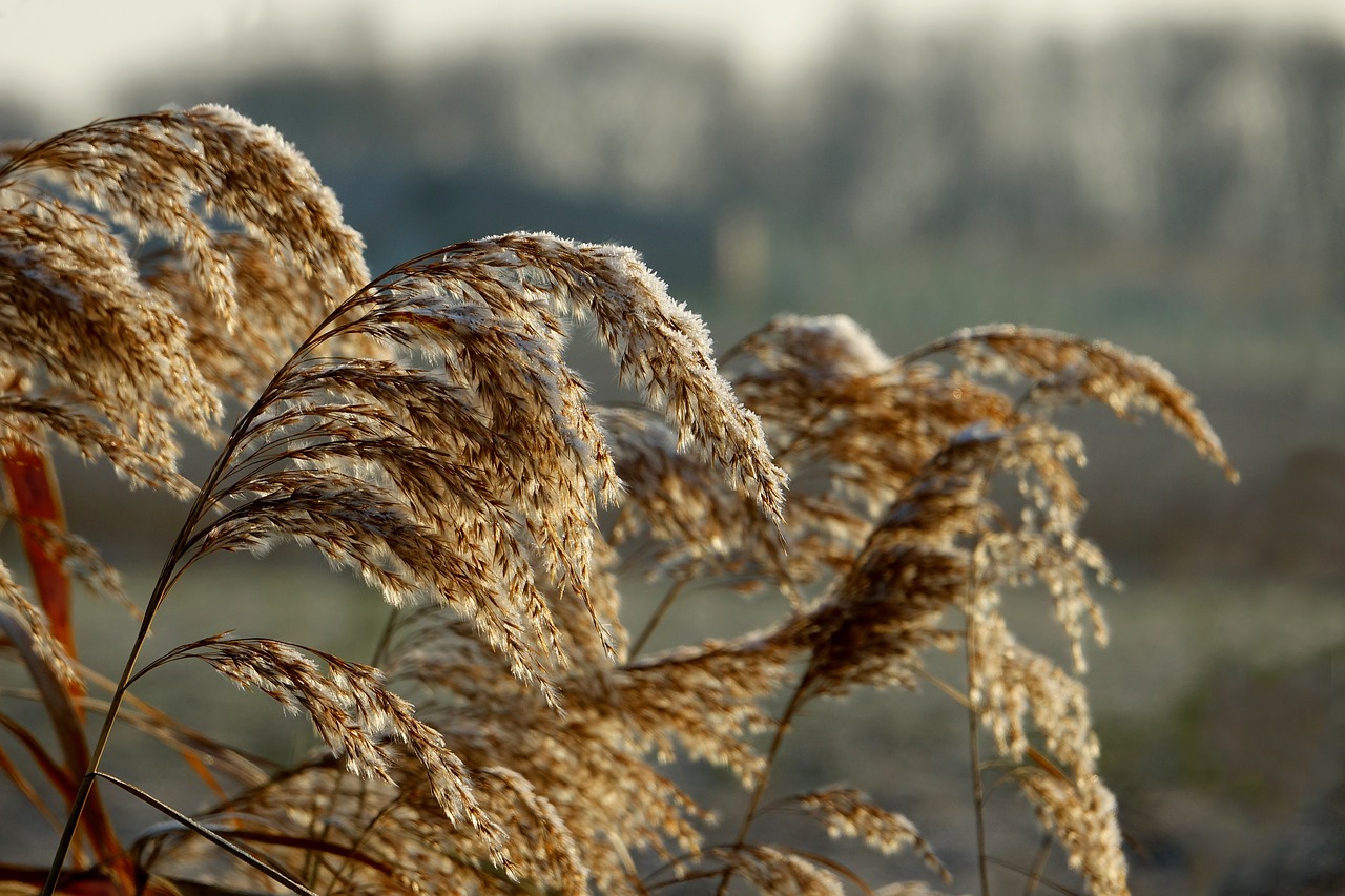 Image - grass hoarfrost frost winter cold