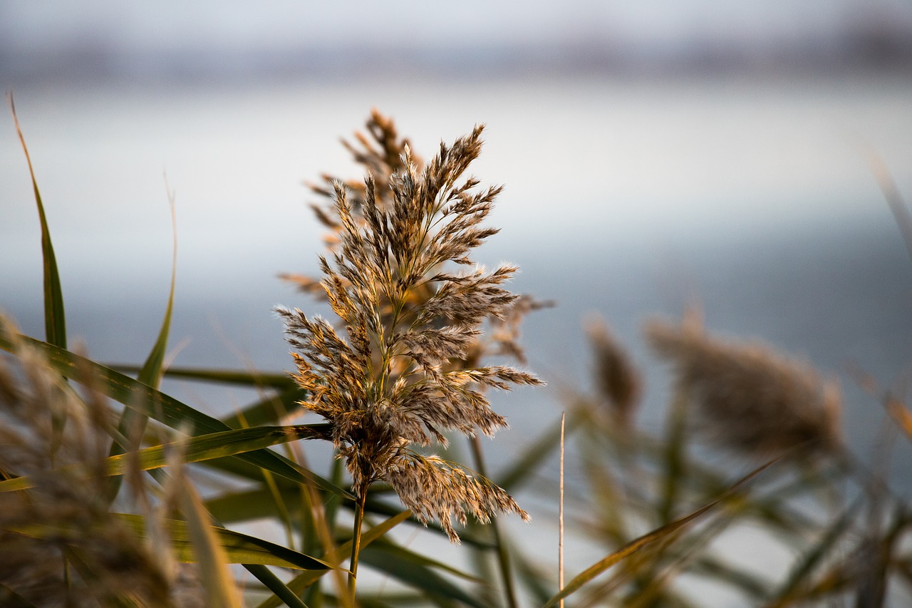 Image - reed flower lake aquatic plant