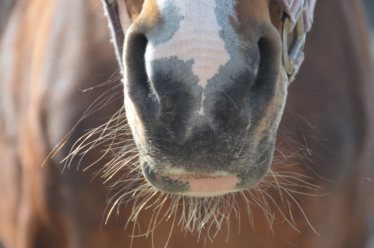 Image - horse nose sneb animals horsehead