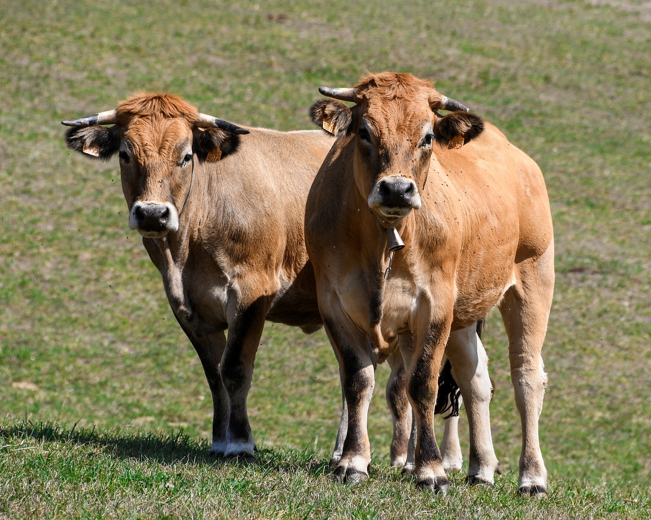 Image - cow pre pasture rousse animal