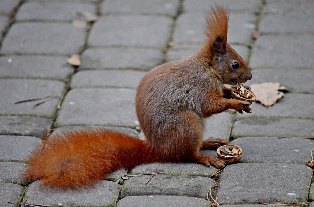 Image - the squirrel the pedestrian area