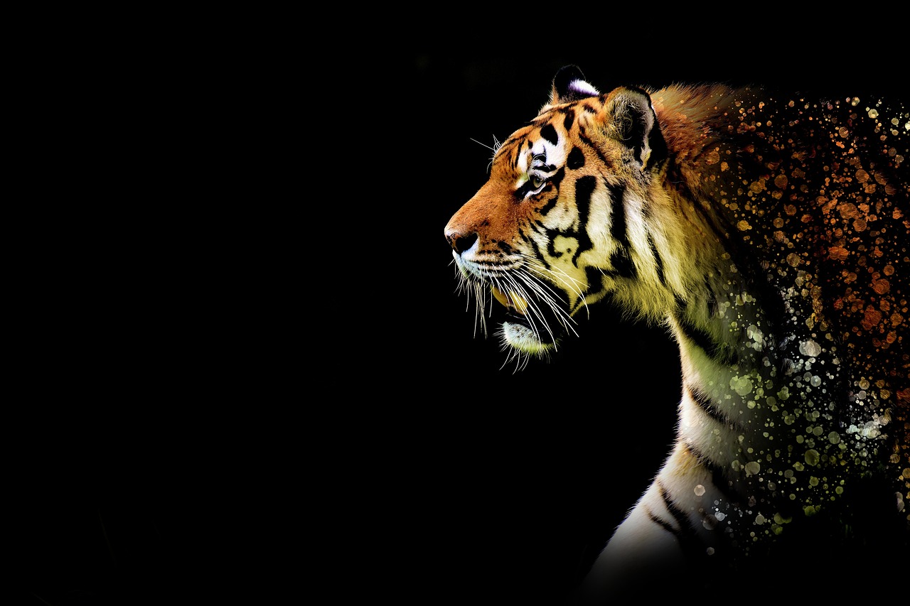 Image - tiger large discreet epic animal