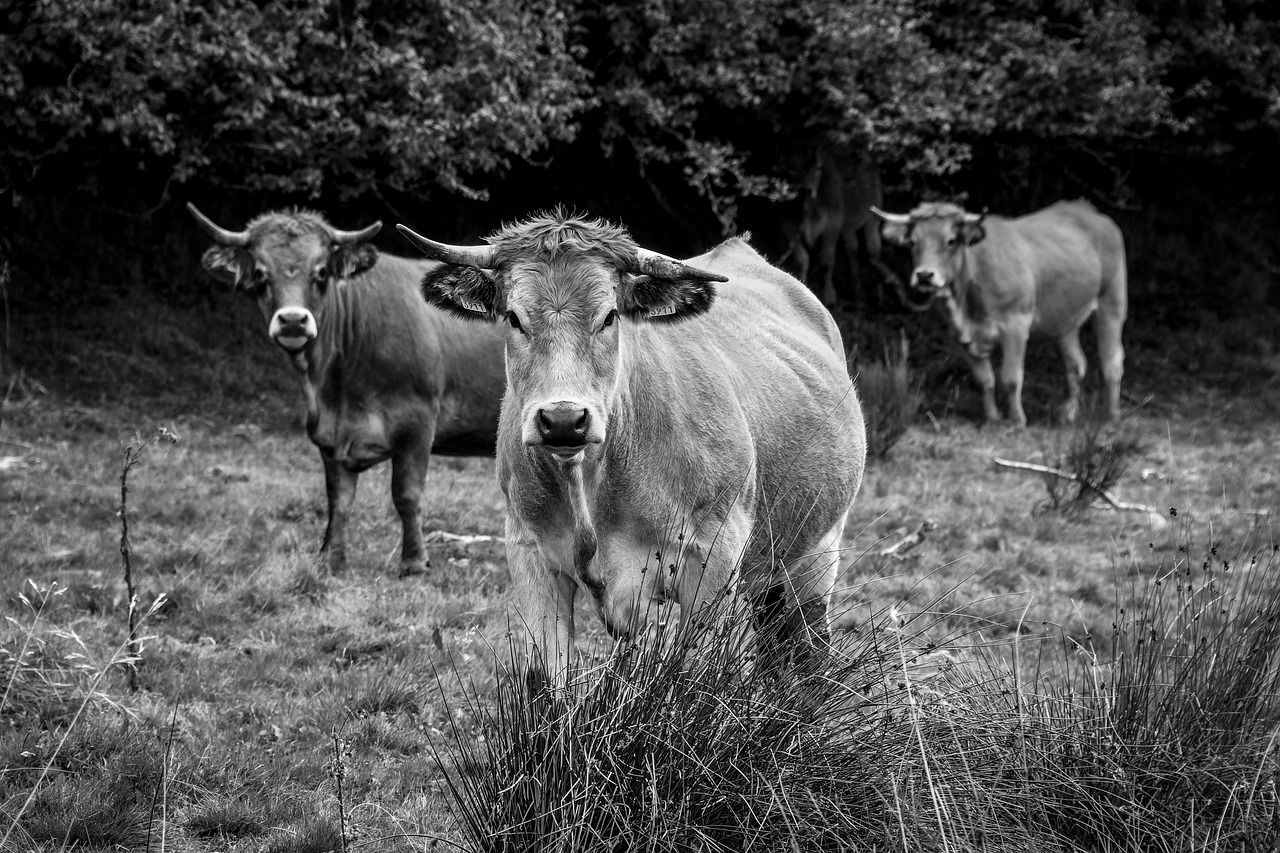 Image - cow black and white pasture animal