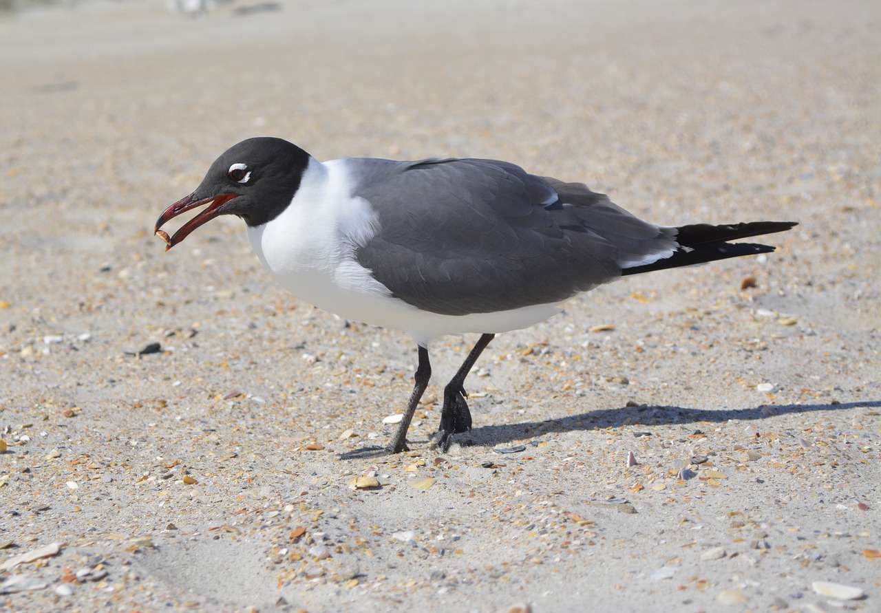 Image - seagull laughing gull crystal coast