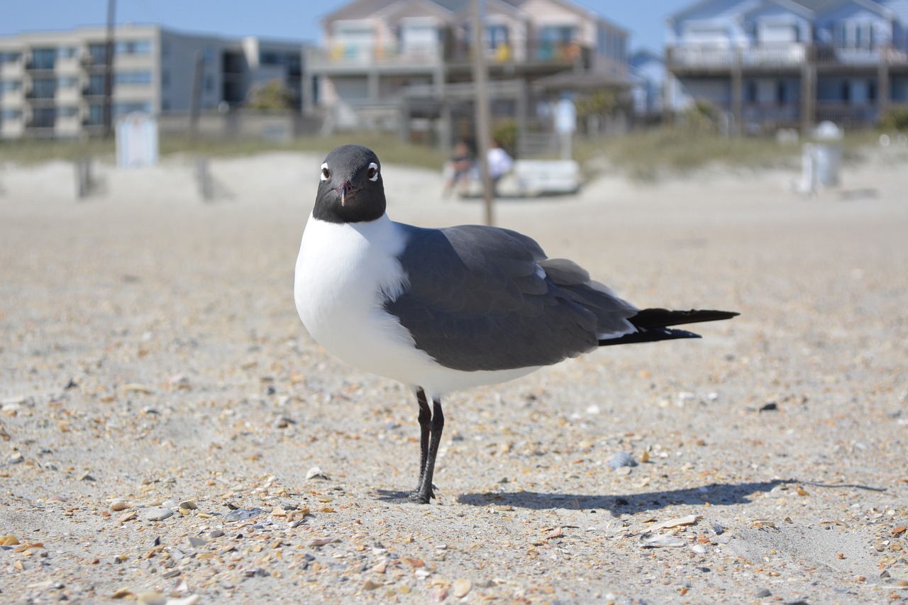 Image - seagull laughing gull crystal coast