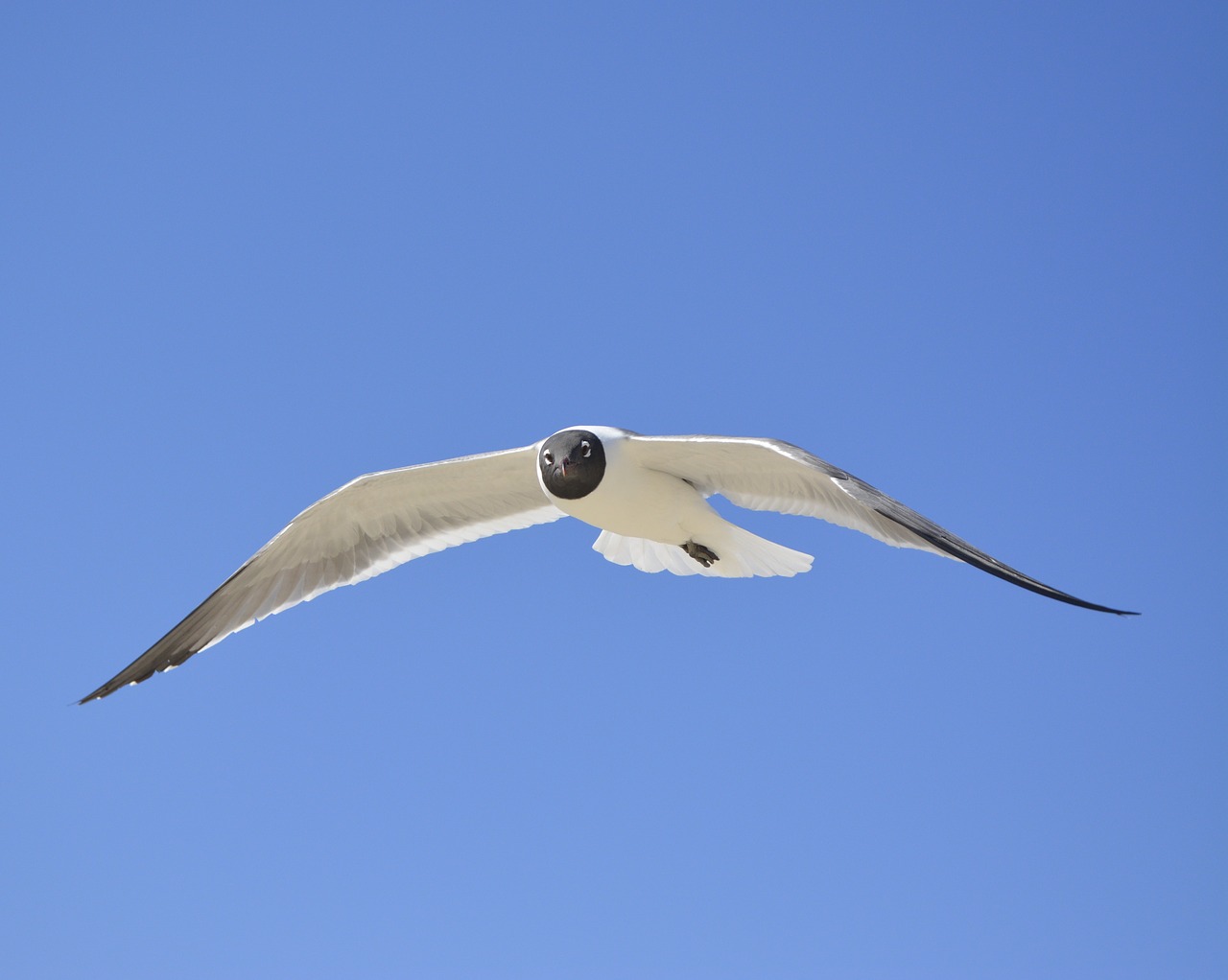 Image - seagull laughing gull nc blue sky