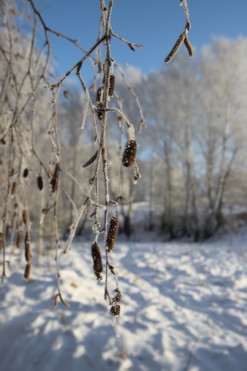 Image - forest winter russia winter forest