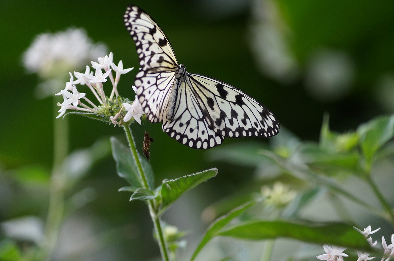 Image - butterfly flower nature tropical