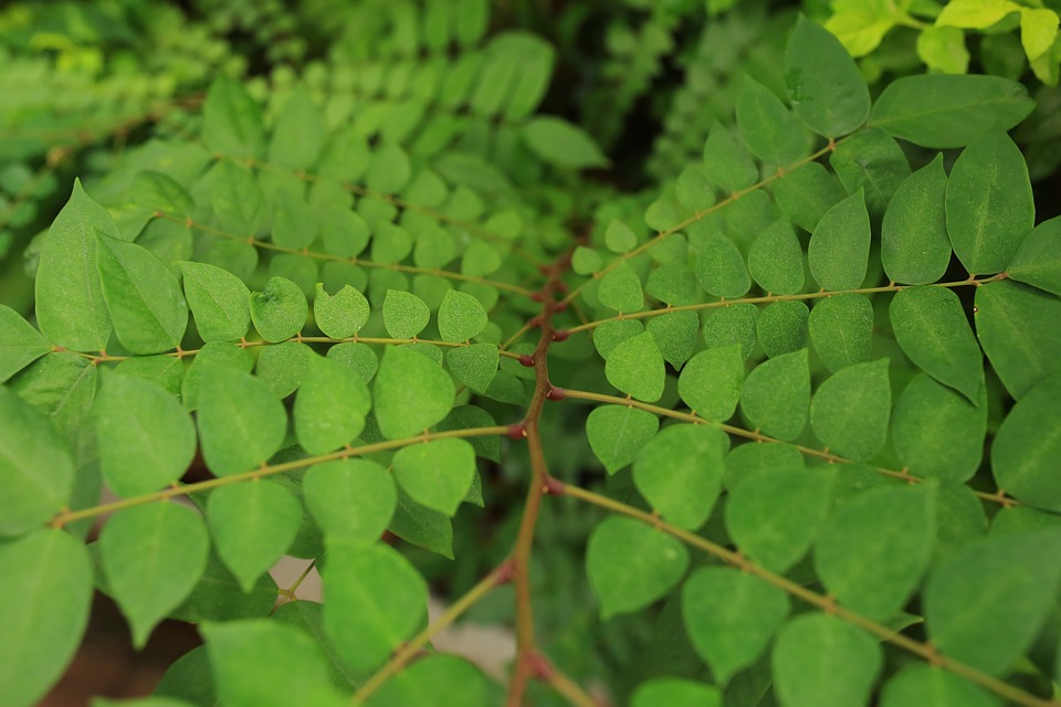 Image - leaf plant green decoration