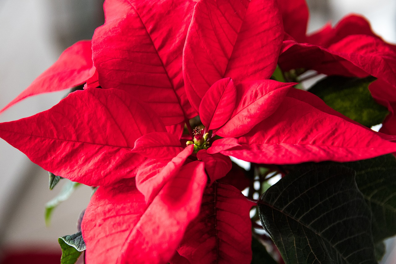 Image - poinsettia plant red flower