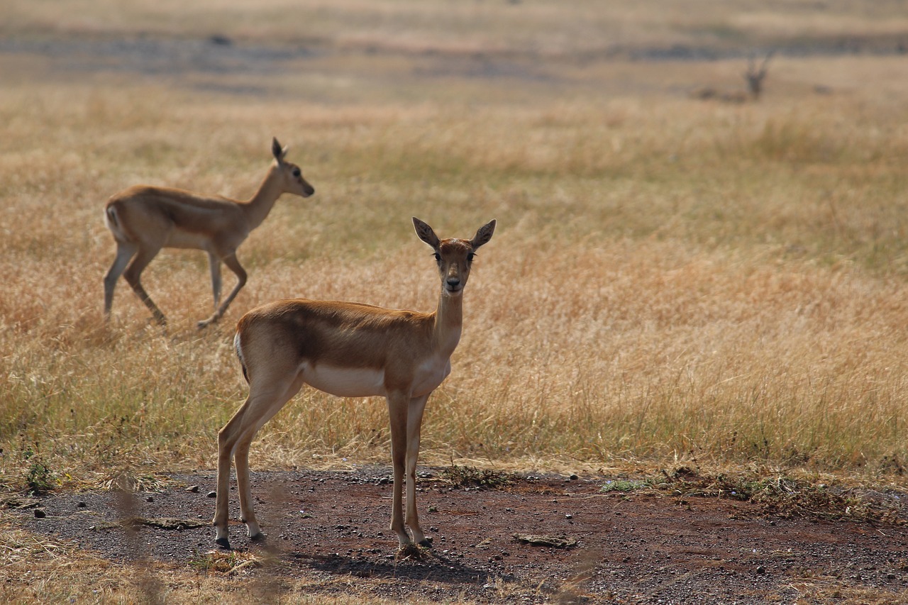 Image - deer safari animal wildlife fauna