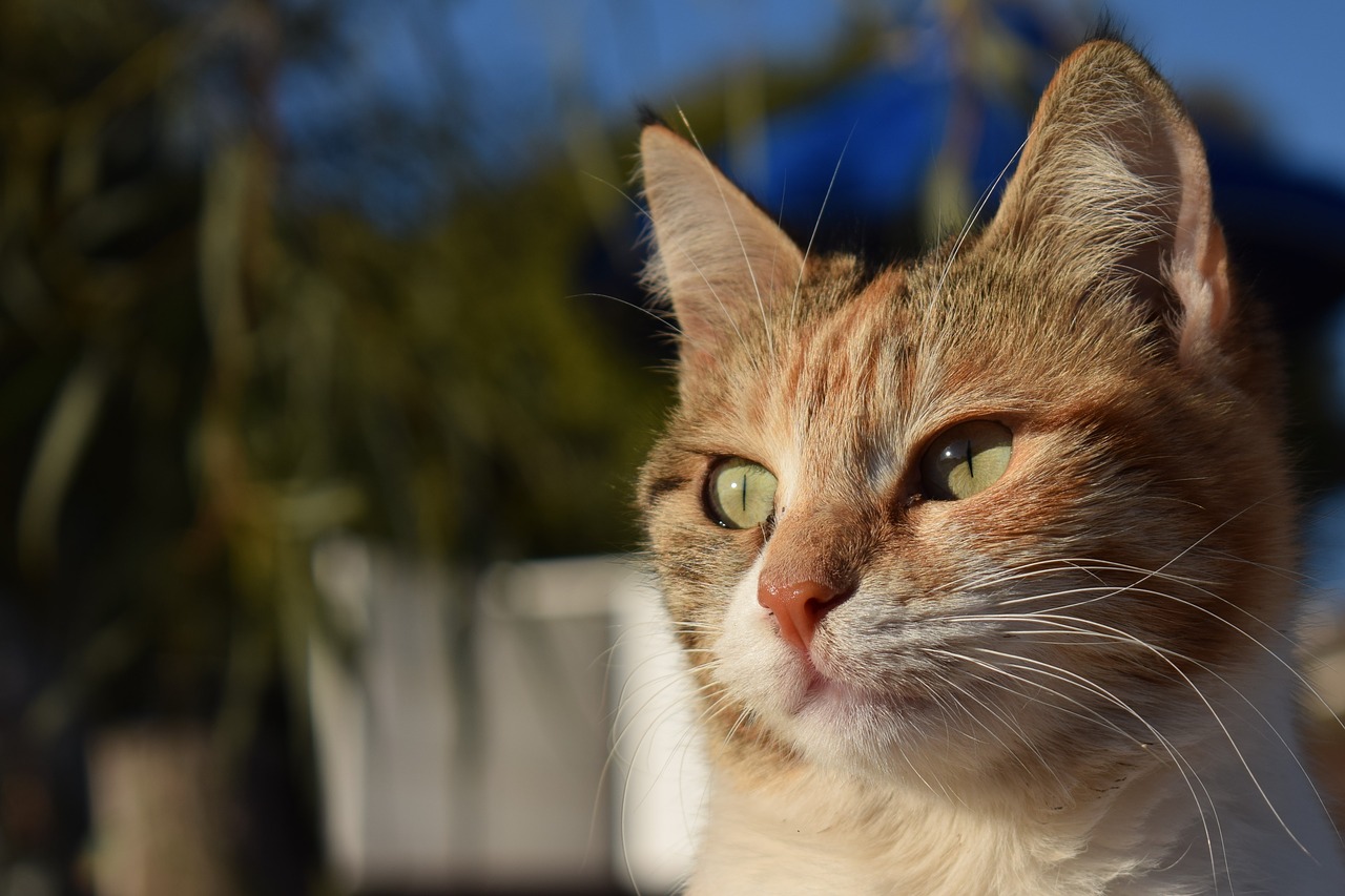 Image - cat stray animal cute face eyes