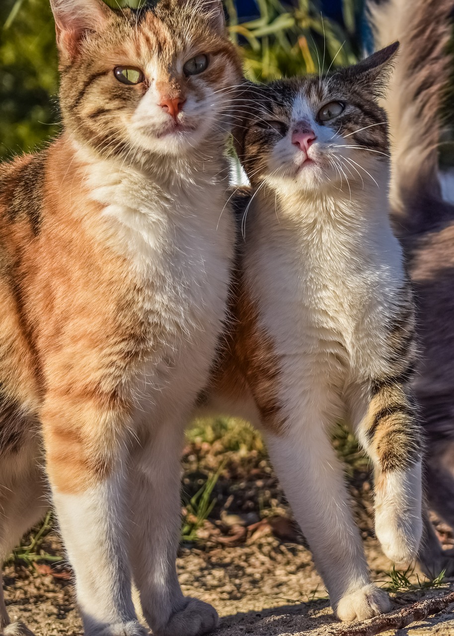 Image - cats stray friends brothers