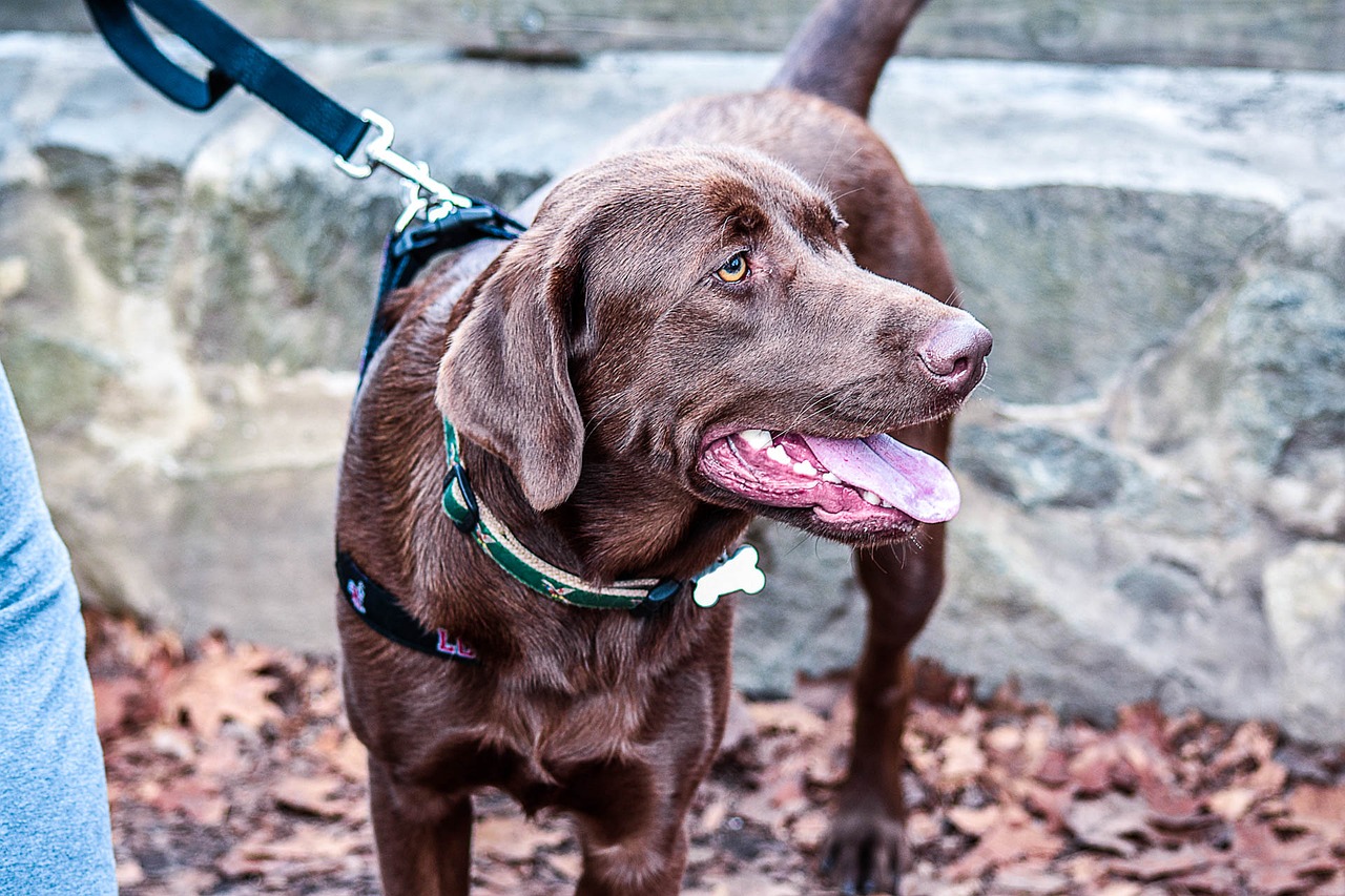 Image - dog outdoors pet animal happy