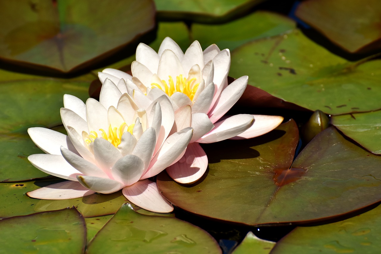 Image - water lily plant aquatic plant