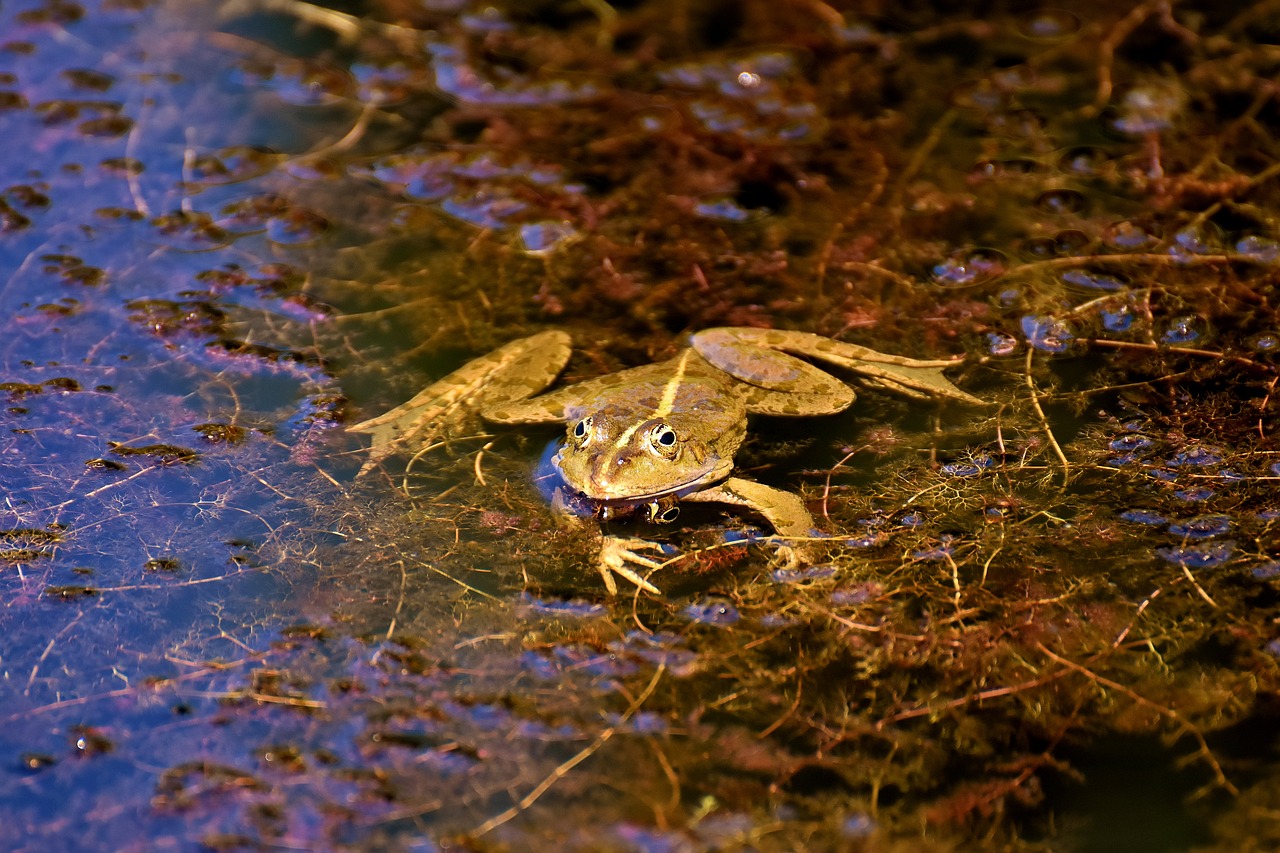 Image - frog pond animal water frog