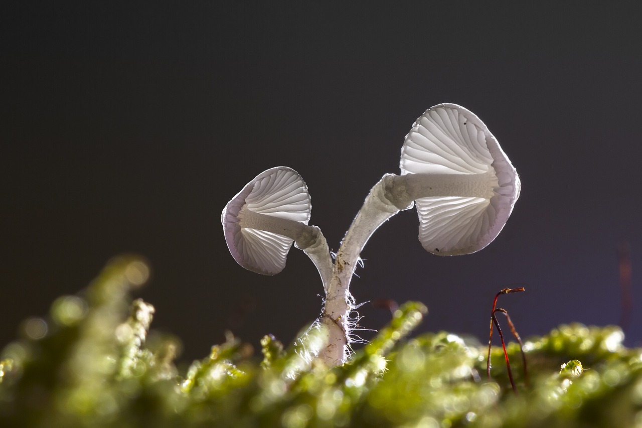 Image - mushrooms bright mini mushrooms