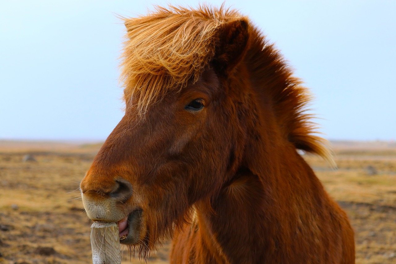 Image - horse iceland flat land blue sky