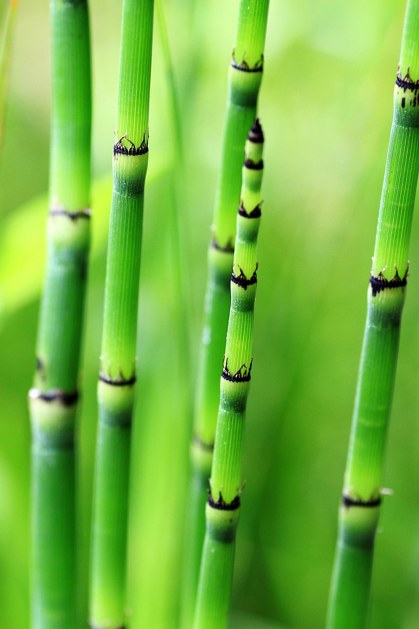 Image - bamboo green nature plant