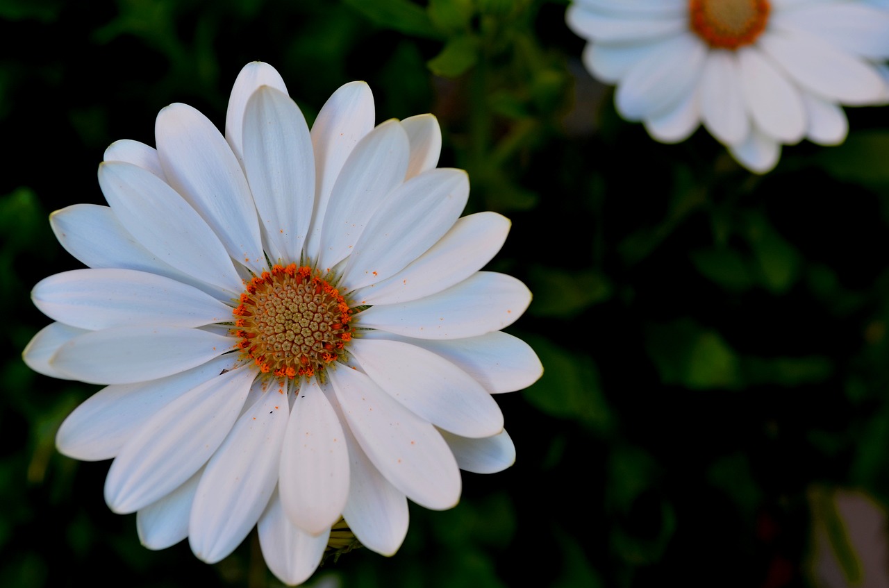 Image - flowers margaret macro petals