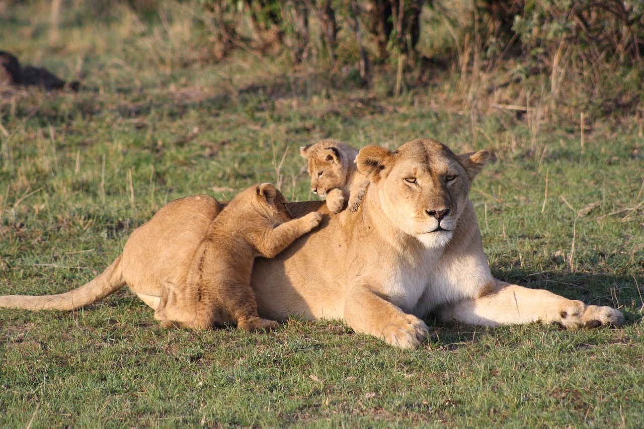 Image - lion cubs lion cub young baby