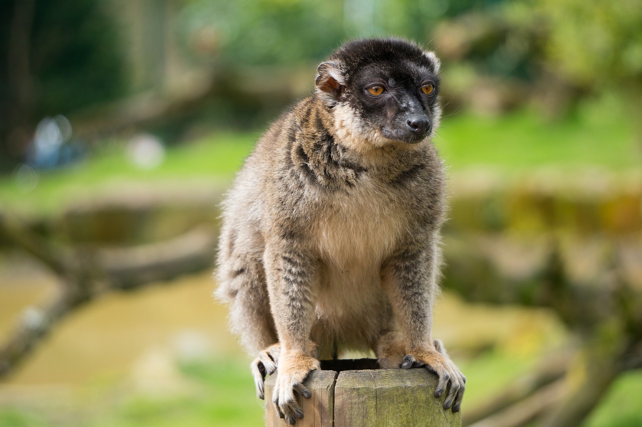 Image - red fronted lemur nature outdoors