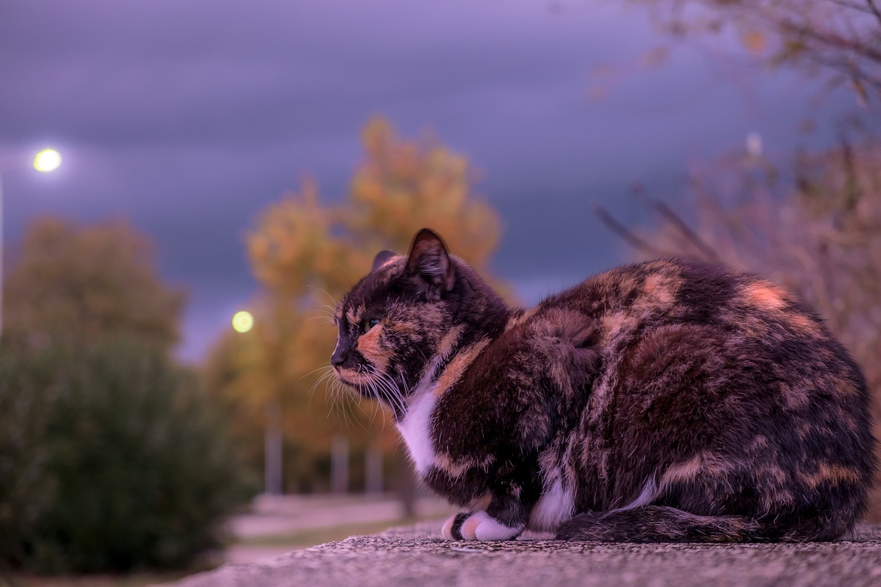 Image - cat feline pet animals
